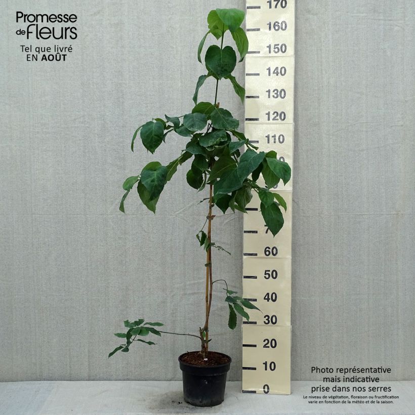 Esemplare di Cornus Eddie's White Wonder - Corniolo da fiore Vaso da 4L/5L consegnato in estate