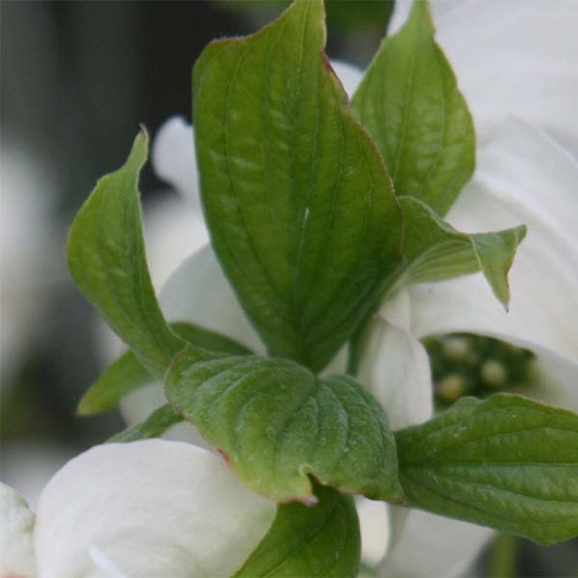 Cornus florida Cloud Nine (Fogliame)