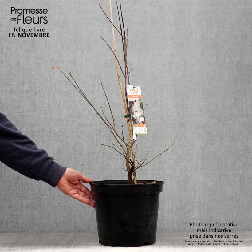 Esemplare di Cornus florida Cloud Nine Vaso da 7,5L/10L come consegnato in autunno
