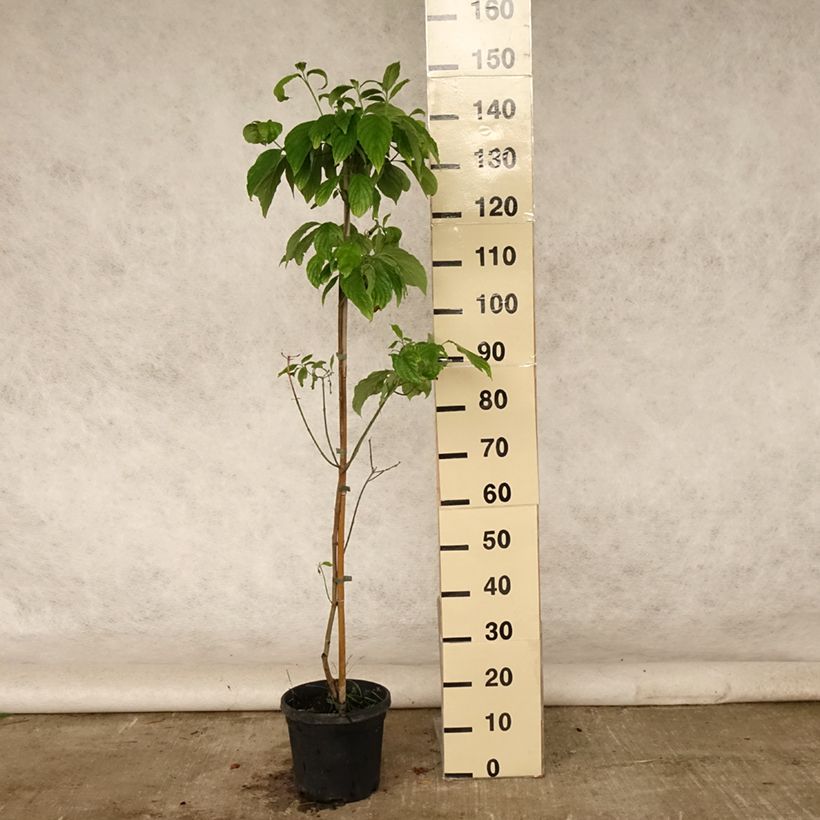 Esemplare di Cornus florida Cloud Nine Vaso da 4L/5L consegnato in estate