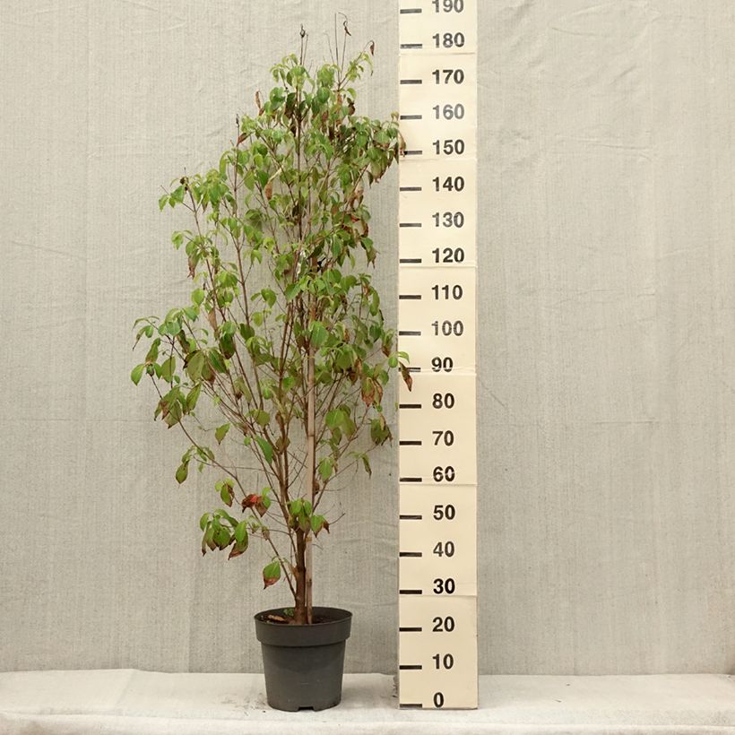 Esemplare di Cornus florida Vaso da 7,5L/10L consegnato in estate