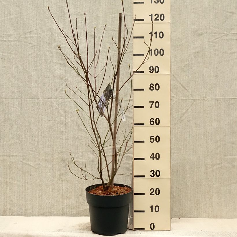 Cornus florida - Cornouiller à fleurs d'Amérique Pot de 7,5L/10LHauteur livrée env. 80/100cm esemplare consegnato in primavera