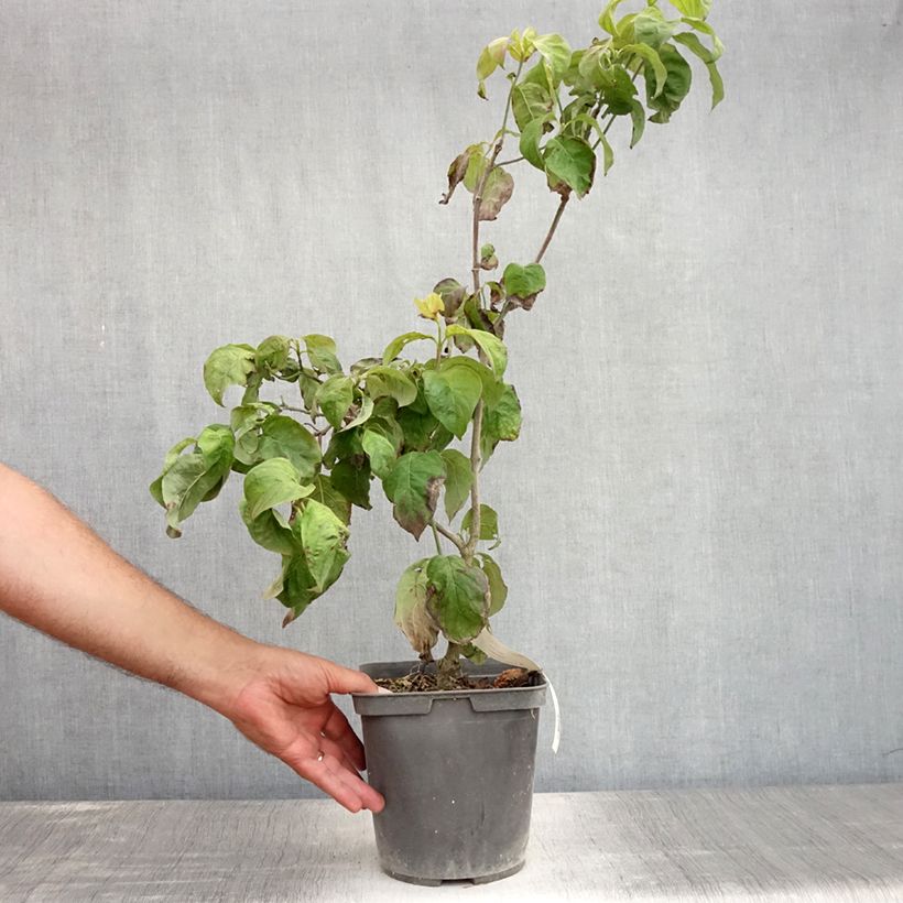 Esemplare di Cornus florida Rainbow Vaso da 4L/5L consegnato in estate