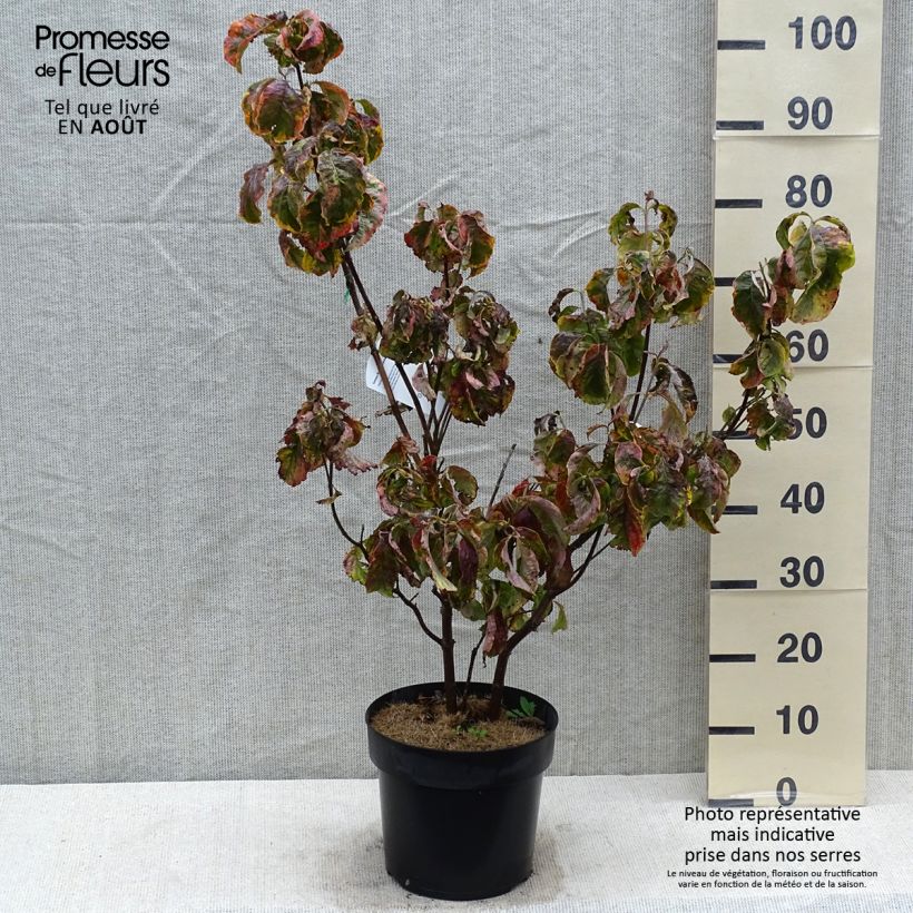 Esemplare di Cornus florida Rainbow Vaso da 6L/7L consegnato in estate