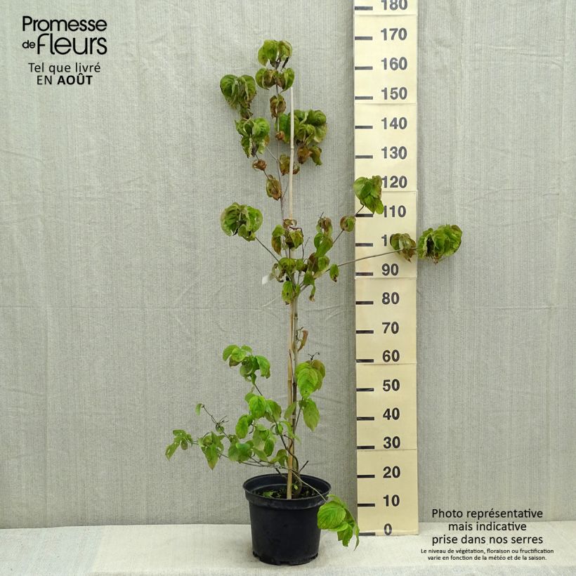 Esemplare di Cornus florida Rubra Vaso da 6L/7L consegnato in estate