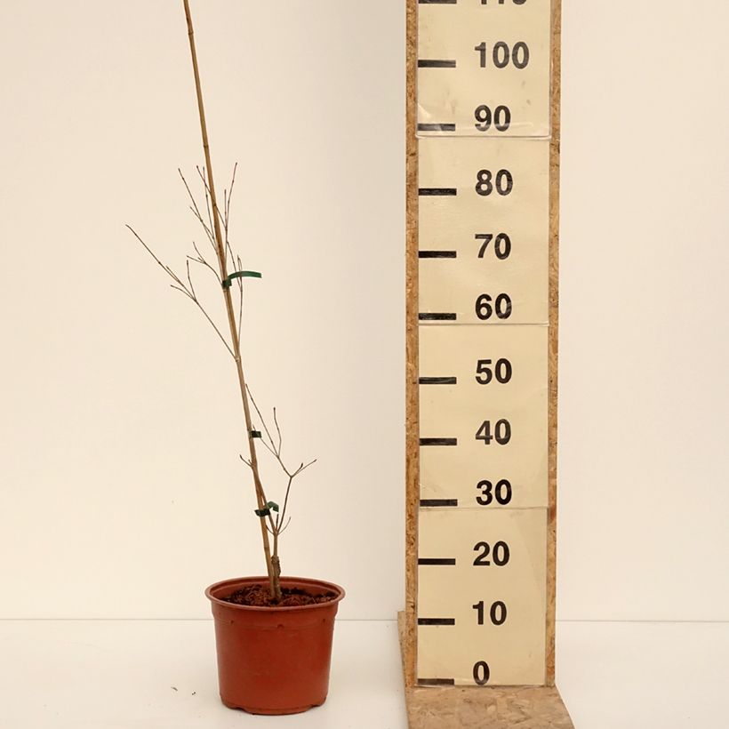 Cornus kousa Beni-fuji - Corniolo giapponese Vaso da 4L/5L esemplare consegnato in inverno
