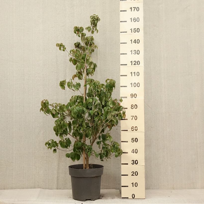 Esemplare di Cornus kousa Blooming Merry Tetra - Corniolo giapponese Vaso da 7,5L/10L consegnato in estate