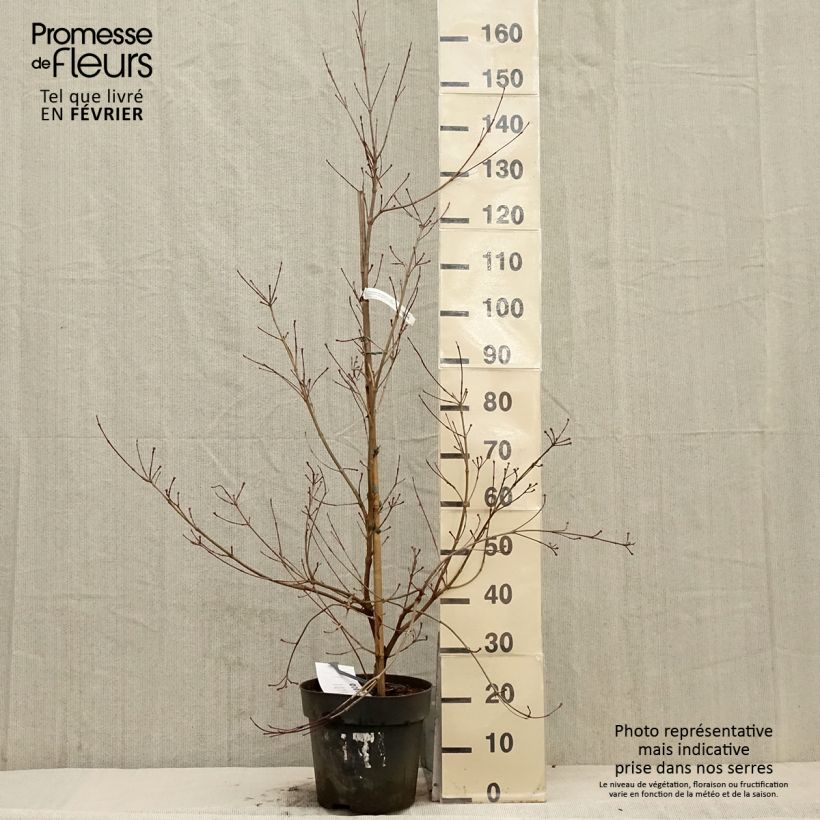 Cornus kousa Blooming White Tetra - Corniolo giapponese Vaso da 7,5L/10L esemplare consegnato in inverno