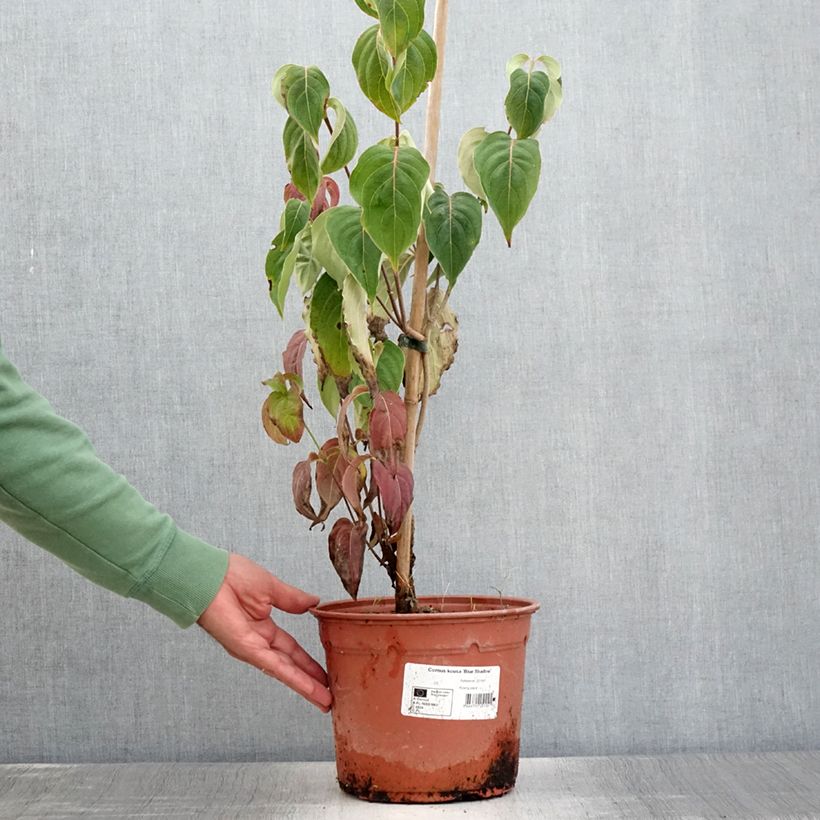 Esemplare di Cornus kousa Blue Shadow - Corniolo giapponese Vaso da 4L/5L consegnato in estate