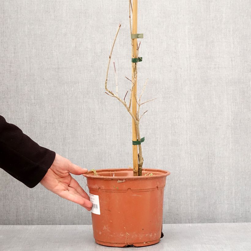 Cornus kousa Bonfire - Corniolo giapponese Vaso da 4L/5L esemplare consegnato in inverno