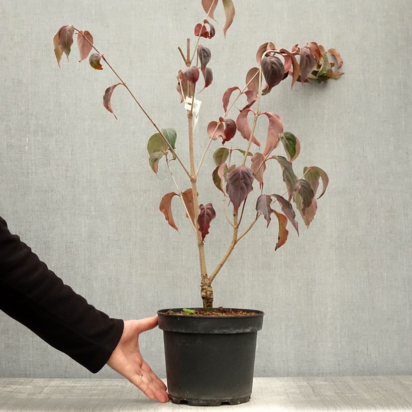 Esemplare di Cornus kousa China Girl - Corniolo giapponese Vaso da 4L/5L come consegnato in autunno