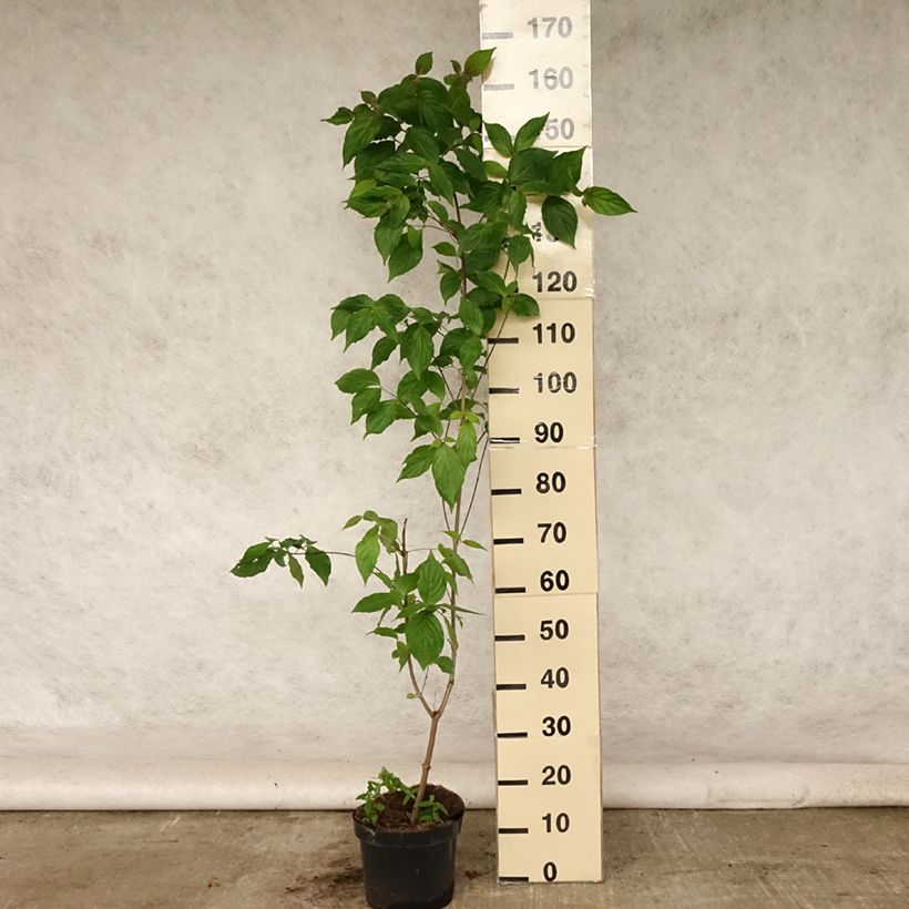 Esemplare di Cornus kousa Chinensis - Corniolo giapponese Vaso da 3L/4L consegnato in estate