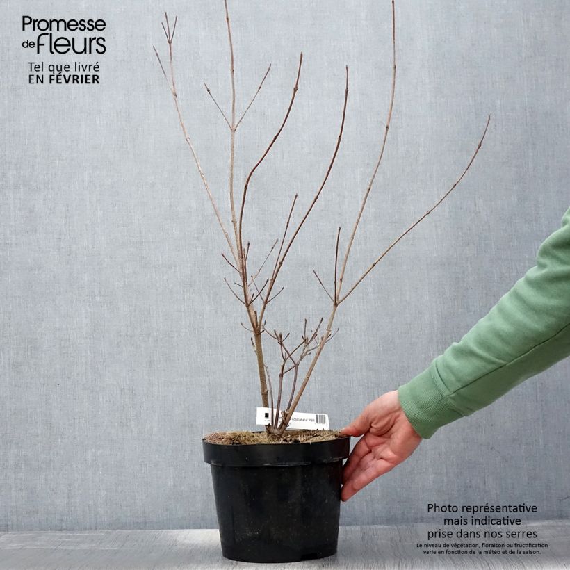 Cornus kousa Copacabana - Corniolo giapponese Vaso da 4L/5L esemplare consegnato in inverno