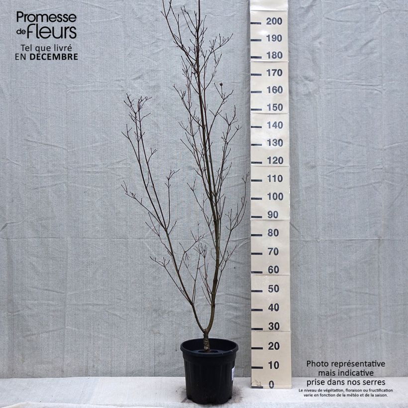 Cornus kousa Couronne - Corniolo giapponese Vaso da 12L/15L esemplare consegnato in inverno
