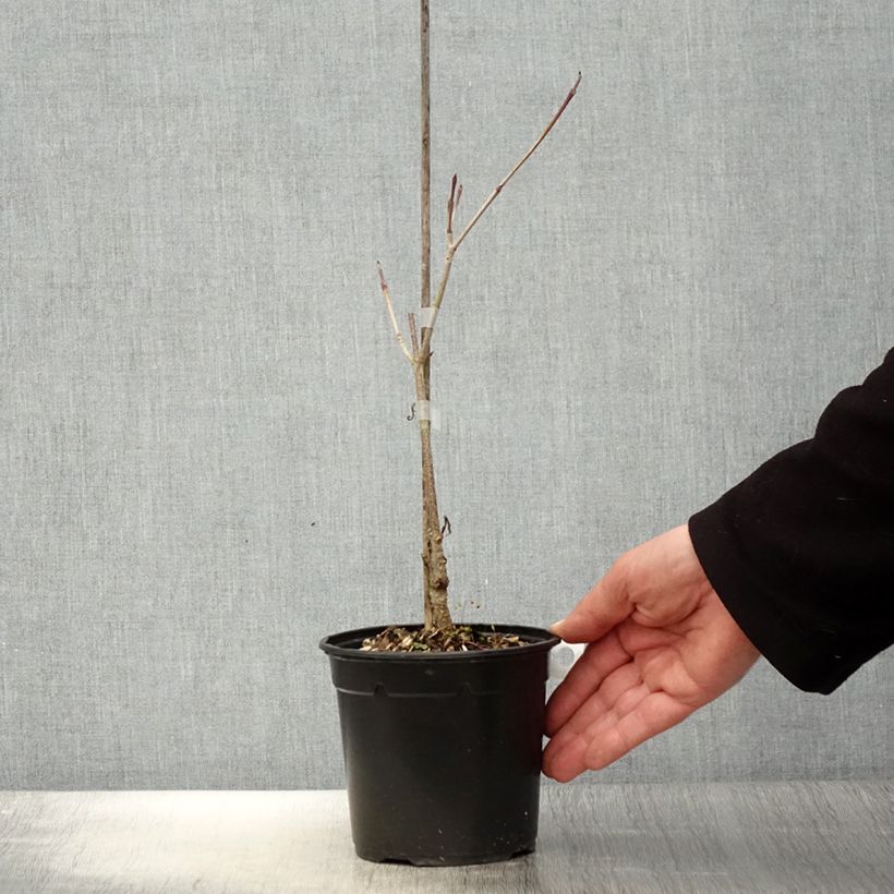 Cornus kousa Flower Tower - Corniolo giapponese Vaso da 1L/1,5L esemplare consegnato in primavera