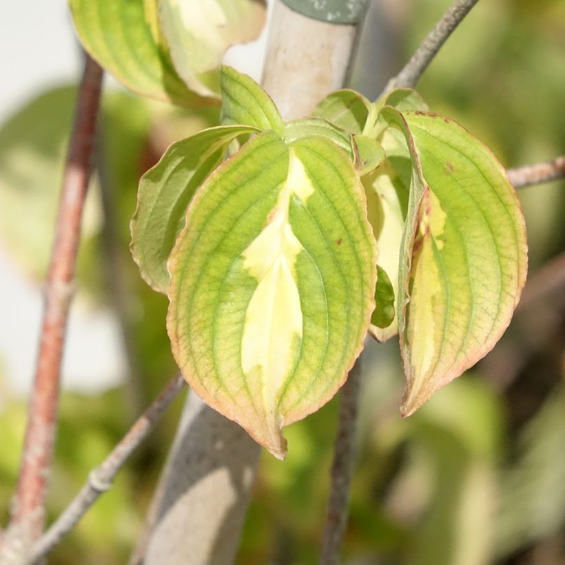 Cornus kousa Gold Star - Corniolo giapponese (Fogliame)