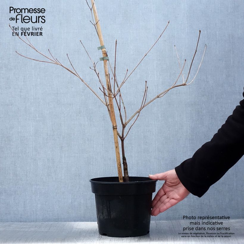 Cornus kousa Gold Star - Corniolo giapponese Vaso da 4L/5L esemplare consegnato in inverno