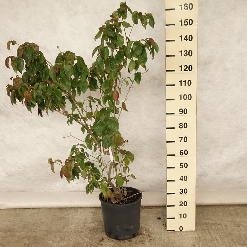 Esemplare di Cornus kousa Heart Throb - Corniolo giapponese Vaso da 18L/20L consegnato in estate