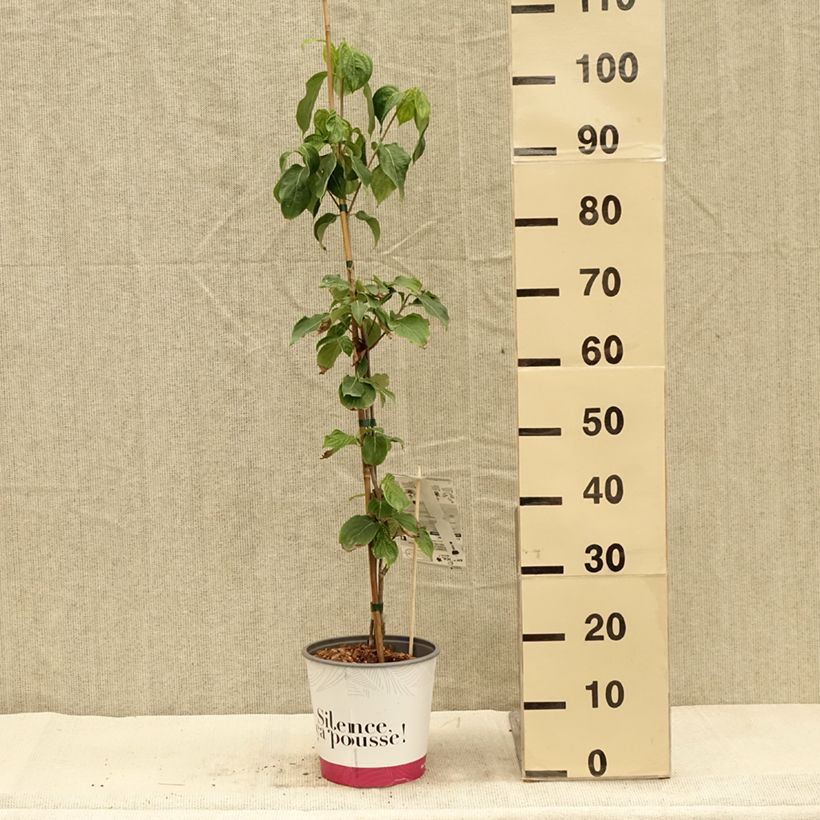 Esemplare di Cornus kousa var. chinensis 'Madi-II' Mandarin Jewel - Corniolo da fiore Vaso da 4L/5L come consegnato in autunno