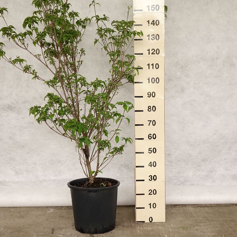 Cornus kousa Roberts Select - Corniolo giapponese Vaso da 12L/15L esemplare consegnato in primavera