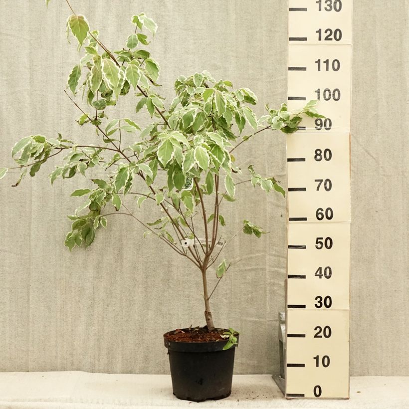 Esemplare di Cornus kousa Samaritan - Corniolo giapponese Vaso da 4L/5L consegnato in estate