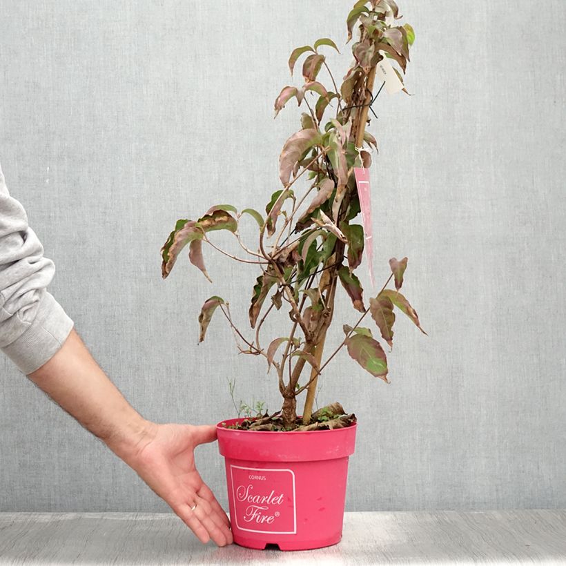 Esemplare di Cornus kousa Scarlet Fire - Corniolo giapponese Vaso da 4L/5L consegnato in estate
