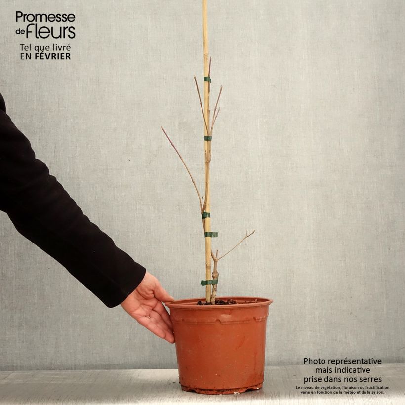 Cornus kousa Shira-yuki - Corniolo giapponese Vaso da 4L/5L esemplare consegnato in inverno