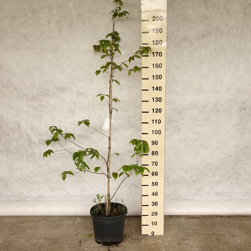 Cornus kousa Teutonia - Corniolo giapponese Vaso da 18L/20L esemplare consegnato in primavera