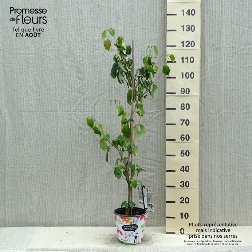 Esemplare di Cornus kousa subsp. chinensis Great Star - Corniolo da fiore Vaso da 4L/5L consegnato in estate