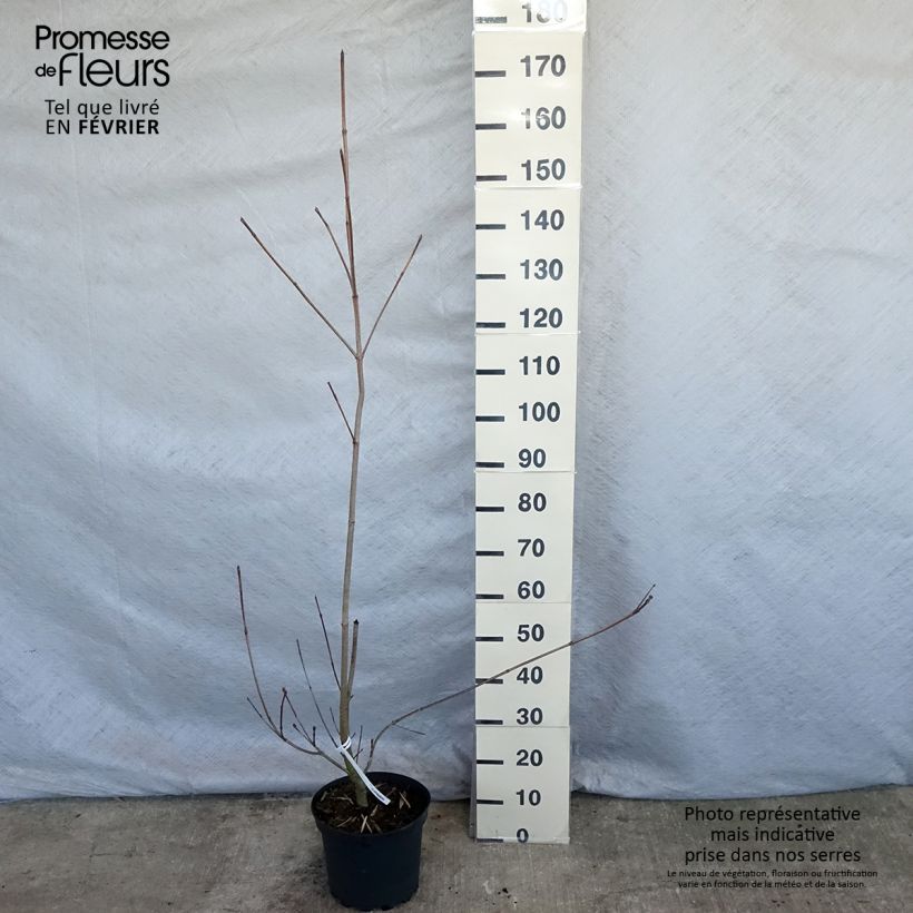 Cornus Venus - Corniolo da fiore Vaso da 7,5L/10L esemplare consegnato in inverno