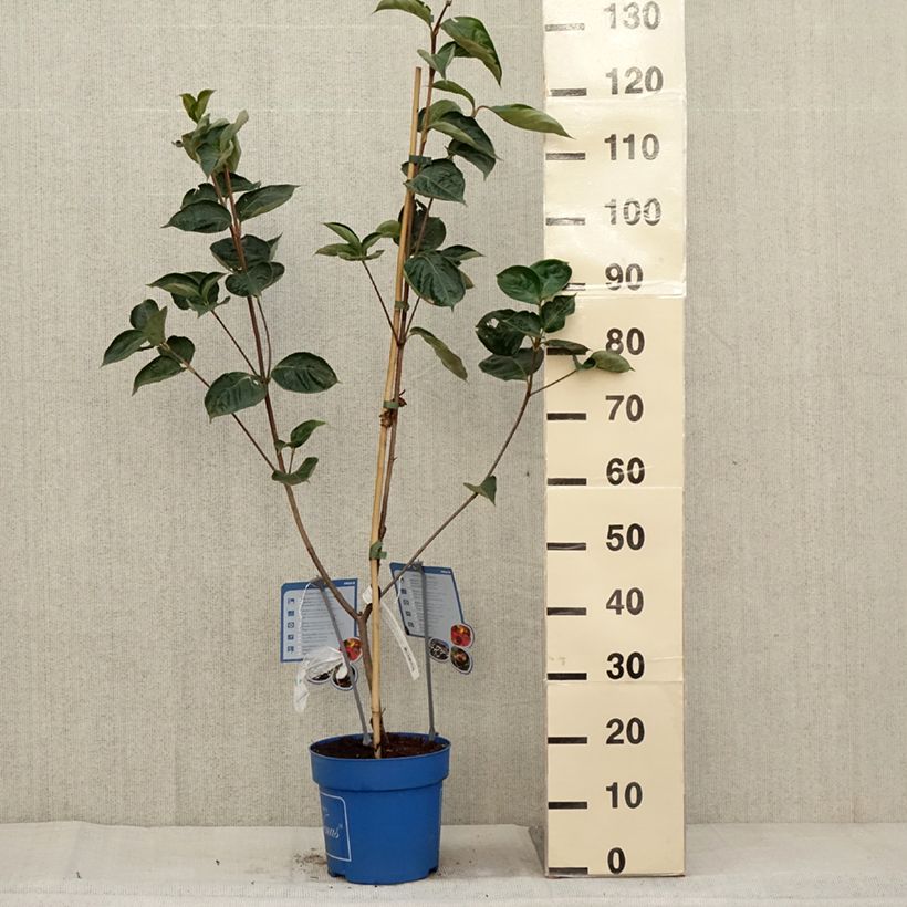 Esemplare di Cornus Venus - Corniolo da fiore Vaso da 6L/7L come consegnato in autunno