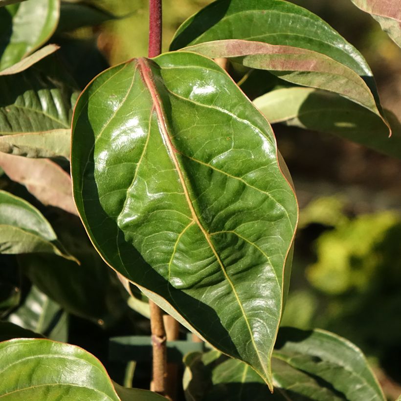 Cornus Venus - Corniolo da fiore (Fogliame)