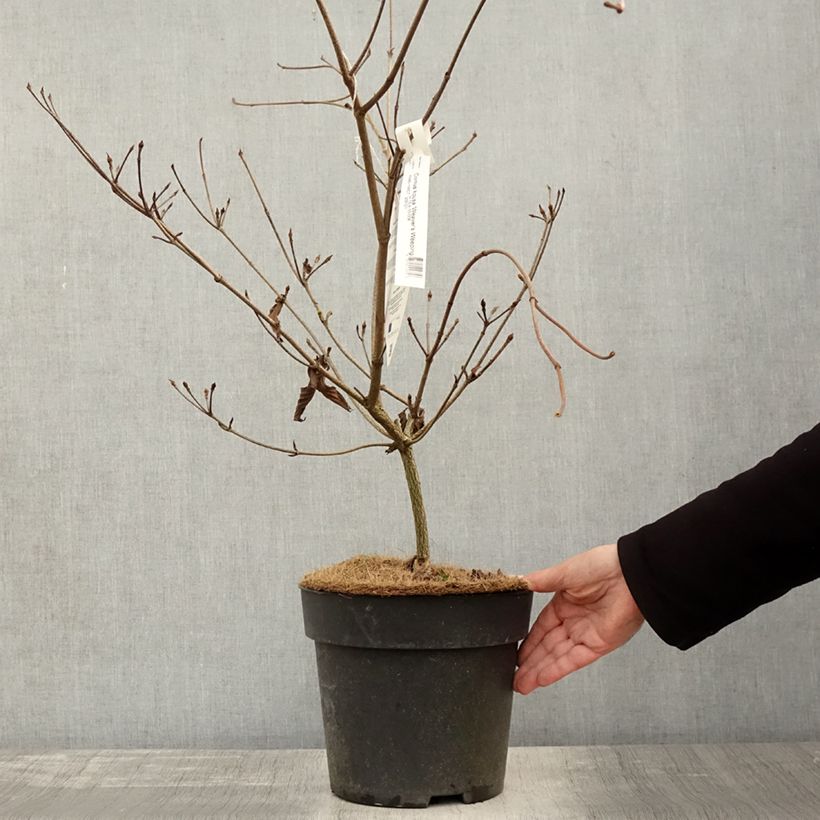 Esemplare di Cornus kousa Weaver's Weeping - Corniolo giapponese Vaso da 6L/7L come consegnato in autunno