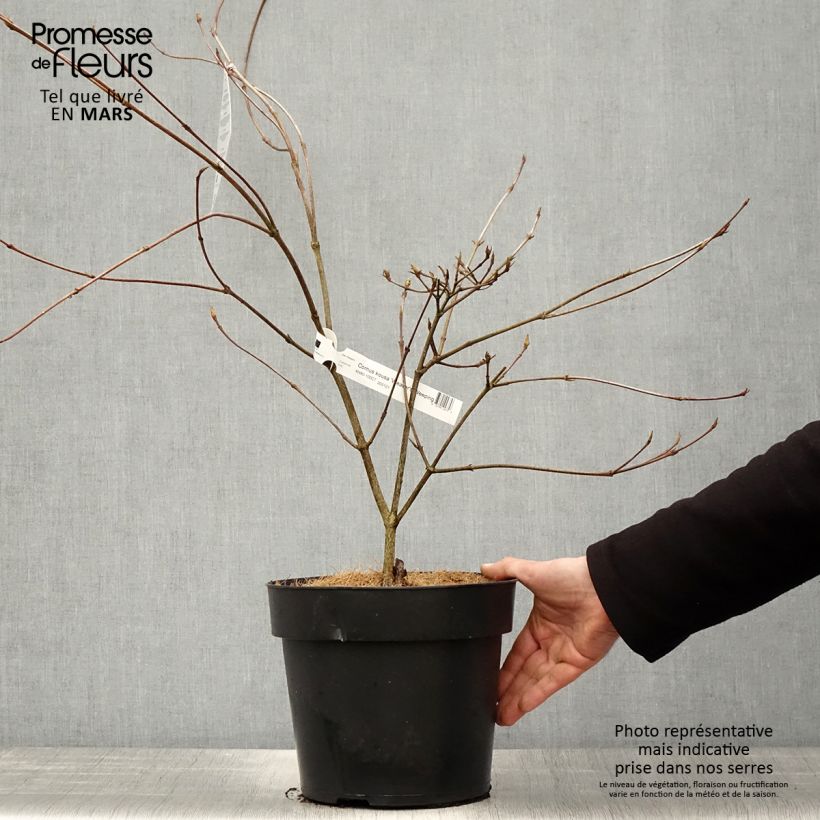 Cornus kousa Weaver's Weeping - Corniolo giapponese Vaso da 6L/7L esemplare consegnato in primavera