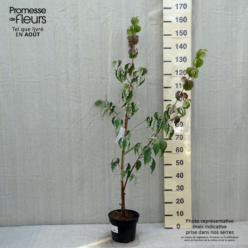 Esemplare di Cornus kousa Weisse Fontaine - Corniolo giapponese Vaso da 4L/5L consegnato in estate
