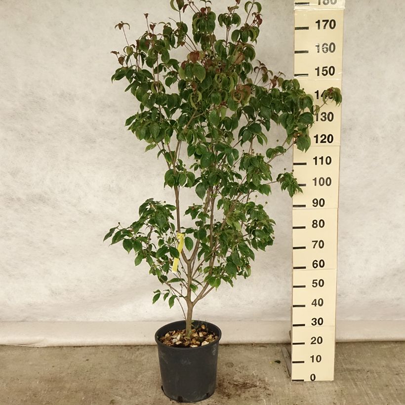 Esemplare di Cornus kousa Wieting's Select - Corniolo giapponese Vaso da 18L/20L consegnato in estate