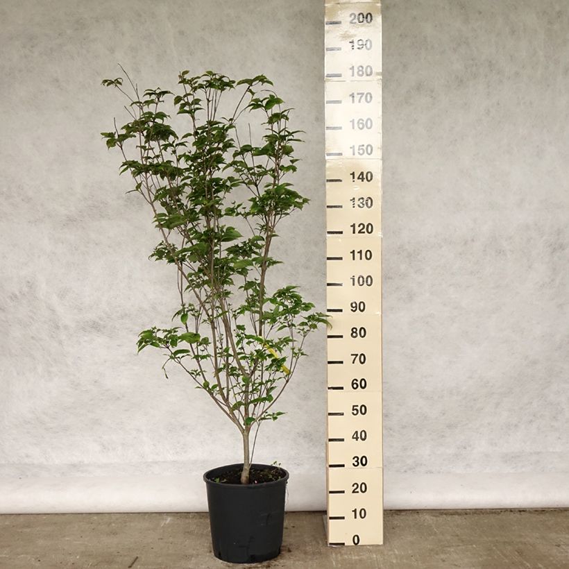Cornus kousa Wieting's Select - Corniolo giapponese Vaso da 18L/20LAltezza consegnata circa 130/140cm esemplare consegnato in primavera