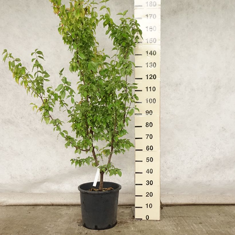 Esemplare di Cornus mas Aurea - Corniolo Vaso da 20L/25L consegnato in estate