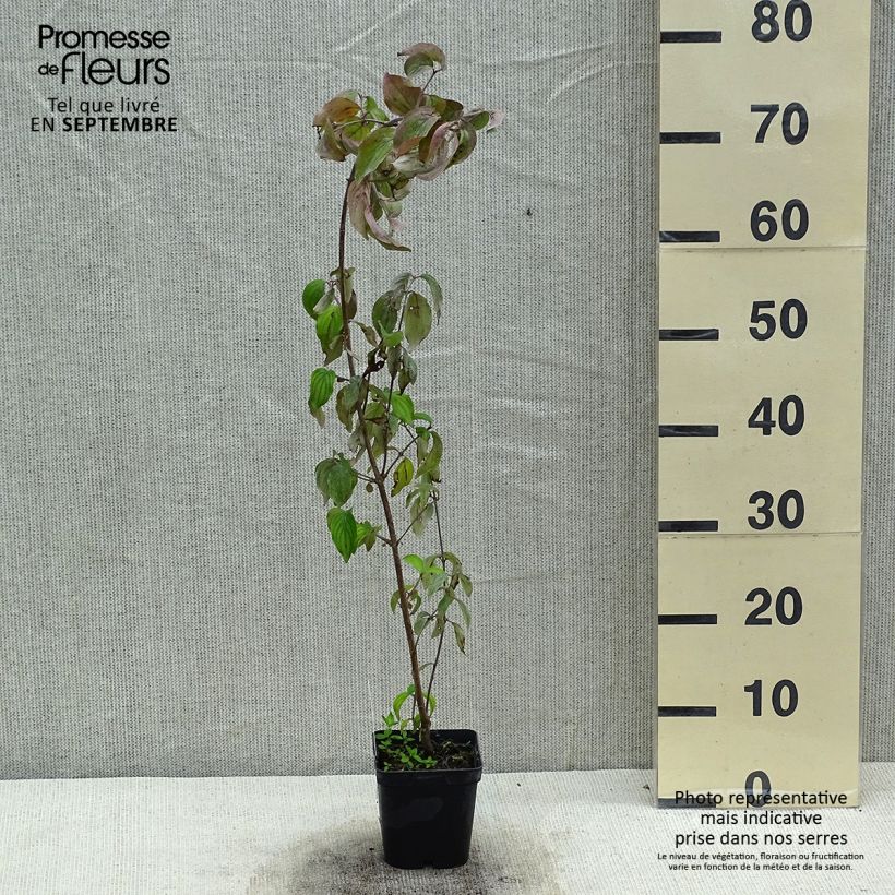 Esemplare di Cornus mas - Corniolo Vaso da 1,5L/2L consegnato in estate