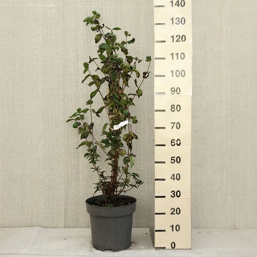 Esemplare di Cornus mas - Corniolo Vaso da 12L/15L come consegnato in autunno