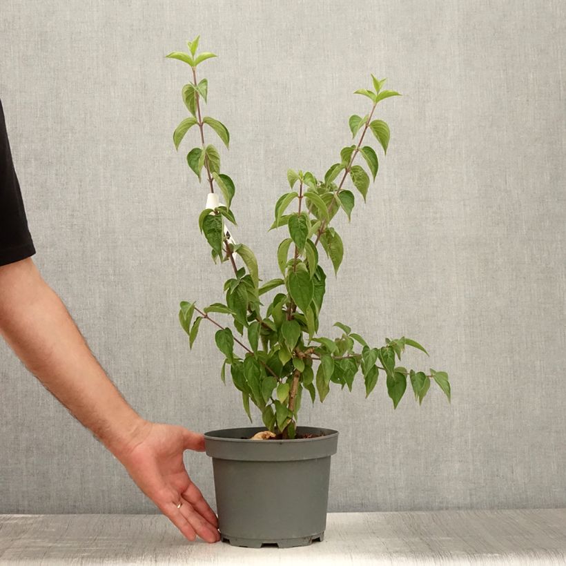 Esemplare di Cornus mas - Corniolo Vaso da 2L/3L consegnato in estate
