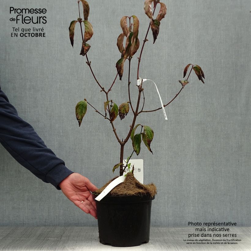Esemplare di Cornus mas Jolico - Corniolo Vaso da 3L/4L come consegnato in autunno