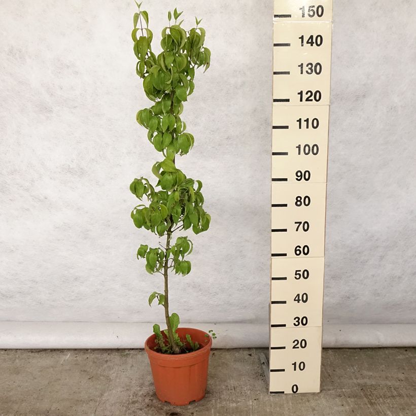 Esemplare di Cornus mas Kasanlak - Corniolo Vaso da 7,5L/10L consegnato in estate