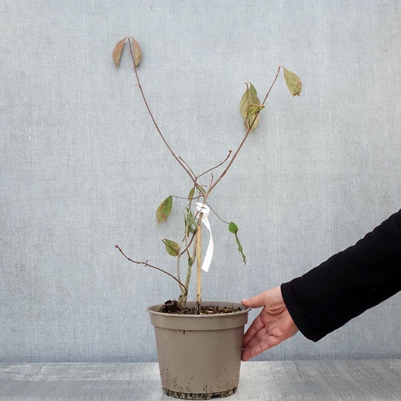 Esemplare di Cornus kousa Norman Hadden - Corniolo giapponese Vaso da 4L/5L come consegnato in autunno