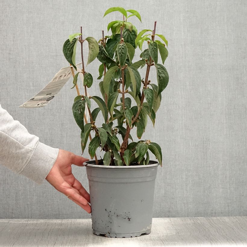 Esemplare di Cornus officinalis - Corniolo del Giappone Vaso da 3L/4L consegnato in estate