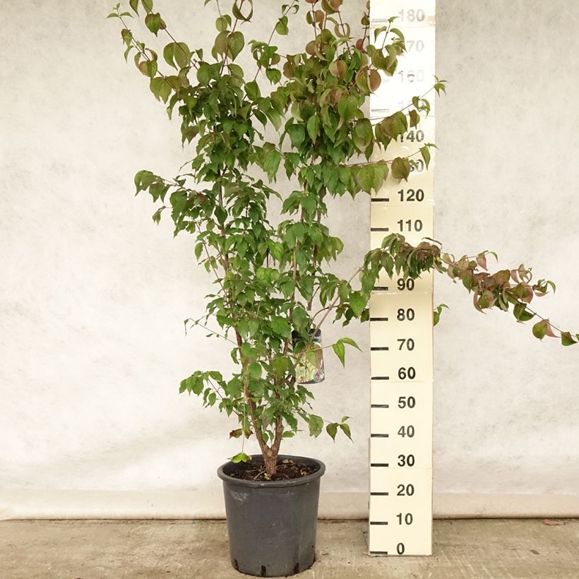 Esemplare di Cornus officinalis Robin's Pride Vaso da 20L/25L consegnato in estate