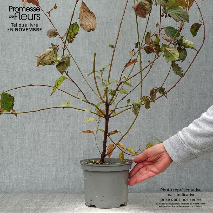 Esemplare di Sanguinella - Cornus sanguinea Vaso da 2L/3L come consegnato in autunno