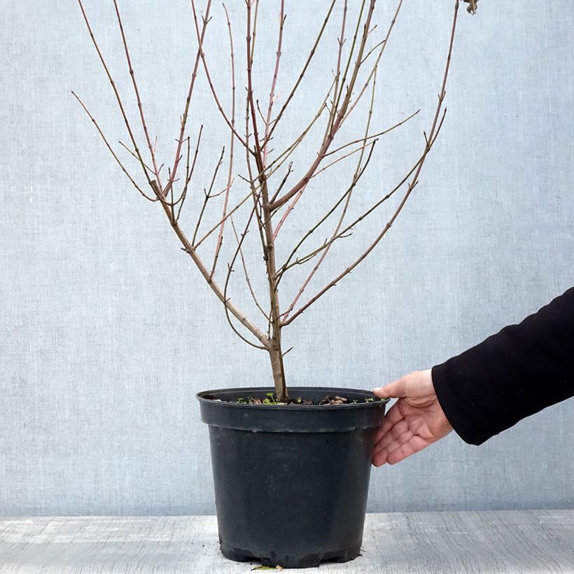 Esemplare di Sanguinella - Cornus sanguinea Vaso da 7,5L/10L come consegnato in autunno