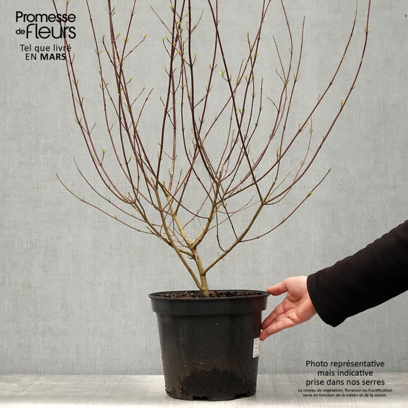 Sanguinella - Cornus sanguinea Vaso da 7,5L/10L esemplare consegnato in primavera