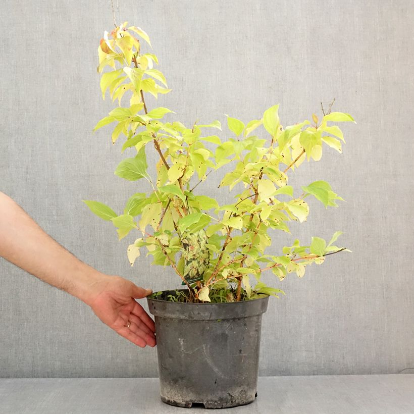 Esemplare di Cornus sanguinea Magic Flame Vaso da 7,5L/10L consegnato in estate